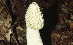 the stinkhorn mushroom