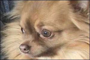 Singing dog