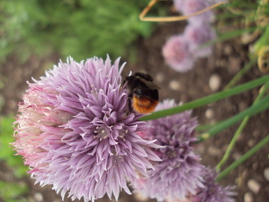 the bee and the flower