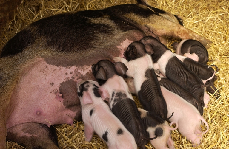 a sow and her litter of piglets