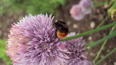 the bee and the...