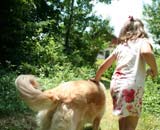 Golden Retriever walking with young girl
