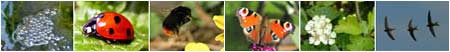 The six springwatch events to log in 2006