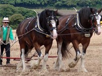 Heavy Horses