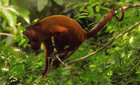 Red howler monkey