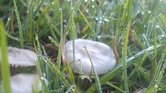 Dew