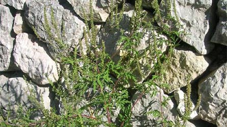 Ragweed in Slovenia