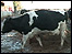 Cow on a dairy farm