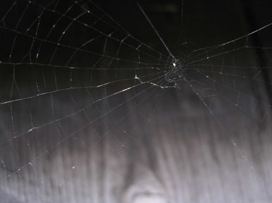 Spider's web