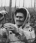 Hop picking
