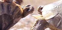 Tortoises jousting