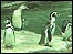 Penguins at Dudley Zoo