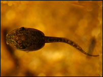 A tadpole
