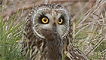 short eared owl by kev lewis
