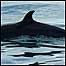 Whale