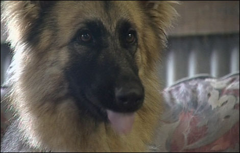 Della the Alsatian