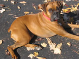 Boxer dog with docked tail