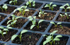 Seedlings in plugs