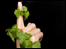 A hand wrapped in ivy