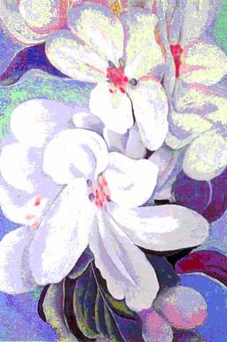 Apple Blossoms