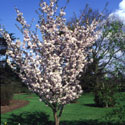 Prunus, Flowering cherry