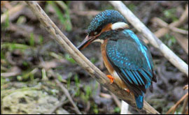 Kingfisher by Keith Diment