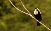 Toucan