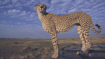 Adult cheetah