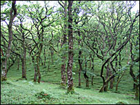 Trees in Doone Valley, Exmoor