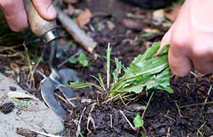 Removing weeds