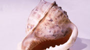 seashell