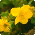 Waldsteinia ternata
