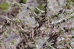 Locusts swarming over a plant