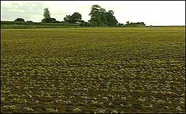 GM field
