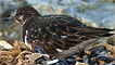 A turnstone 