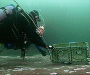 Miranda inspecting an empty lobster pot