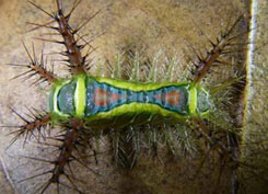 Caterpillar