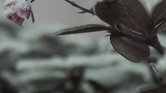 Crystalised Flower...
