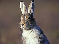 Mountain Hare