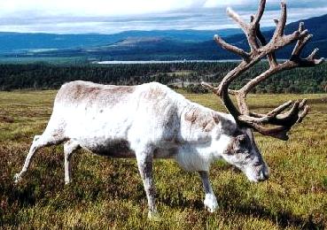Creran the reindeer