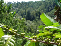 Pupuan Coffee Beans