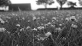 Daisies in a... Daisies in a...