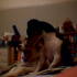 Two dogs, hanging out.