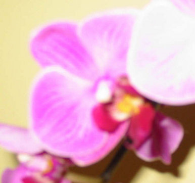 Yellow Orchid