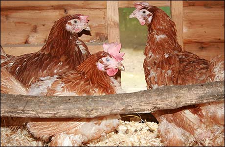 The Brown family's chickens