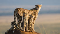 Cheetah with cubs Cheetah with cubs
