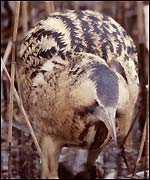 A bittern in its habitat. Credit: Andy Hay & RSPB.