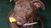 My dog