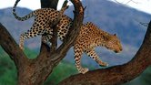 Visious Nature... Visious Nature...