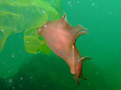 Sea Hare off Falmouth by Gareth Winter